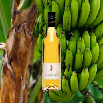 Giffard Banane du Bresil